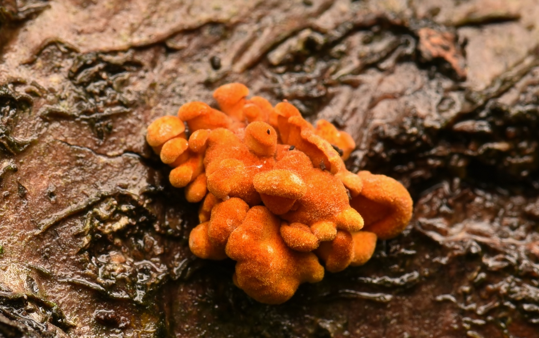 Sarcomyxa serotina (door Laurens van der Linde)