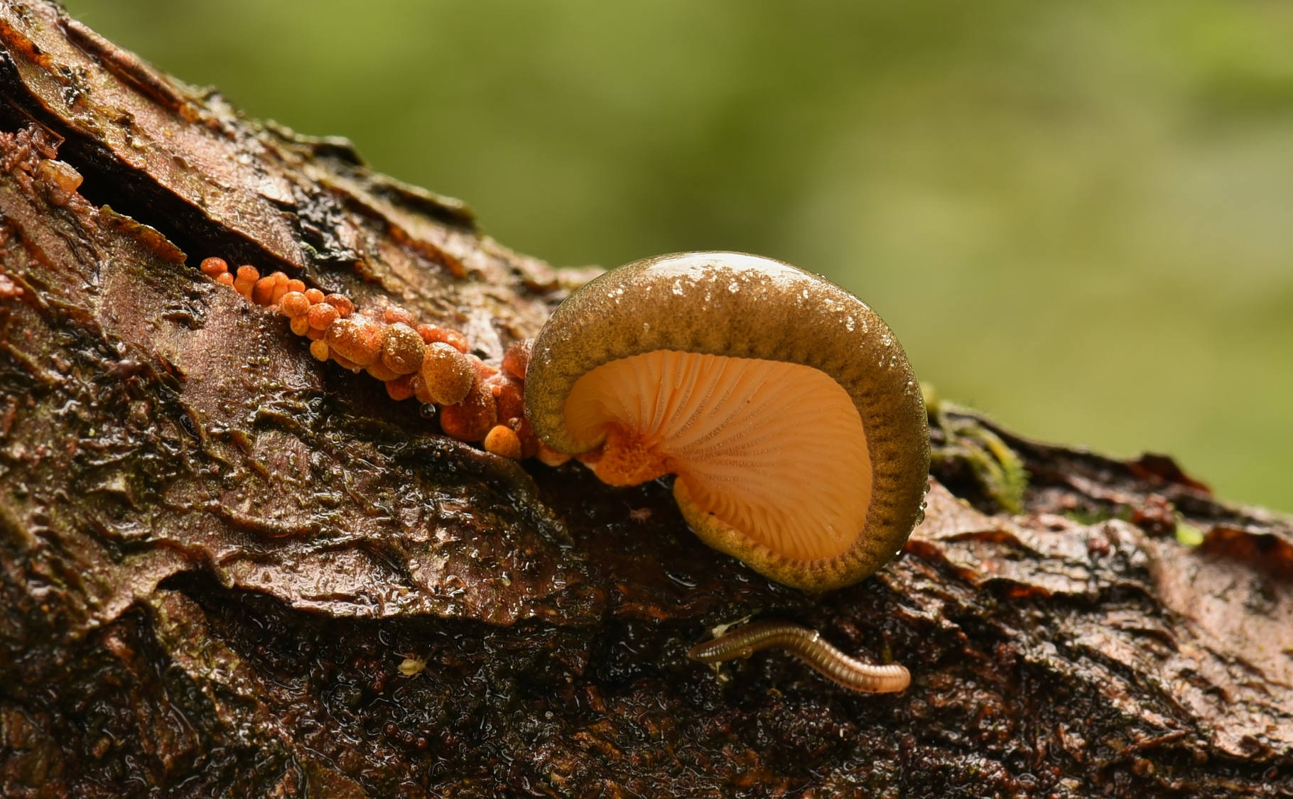 Sarcomyxa serotina (door Laurens van der Linde)