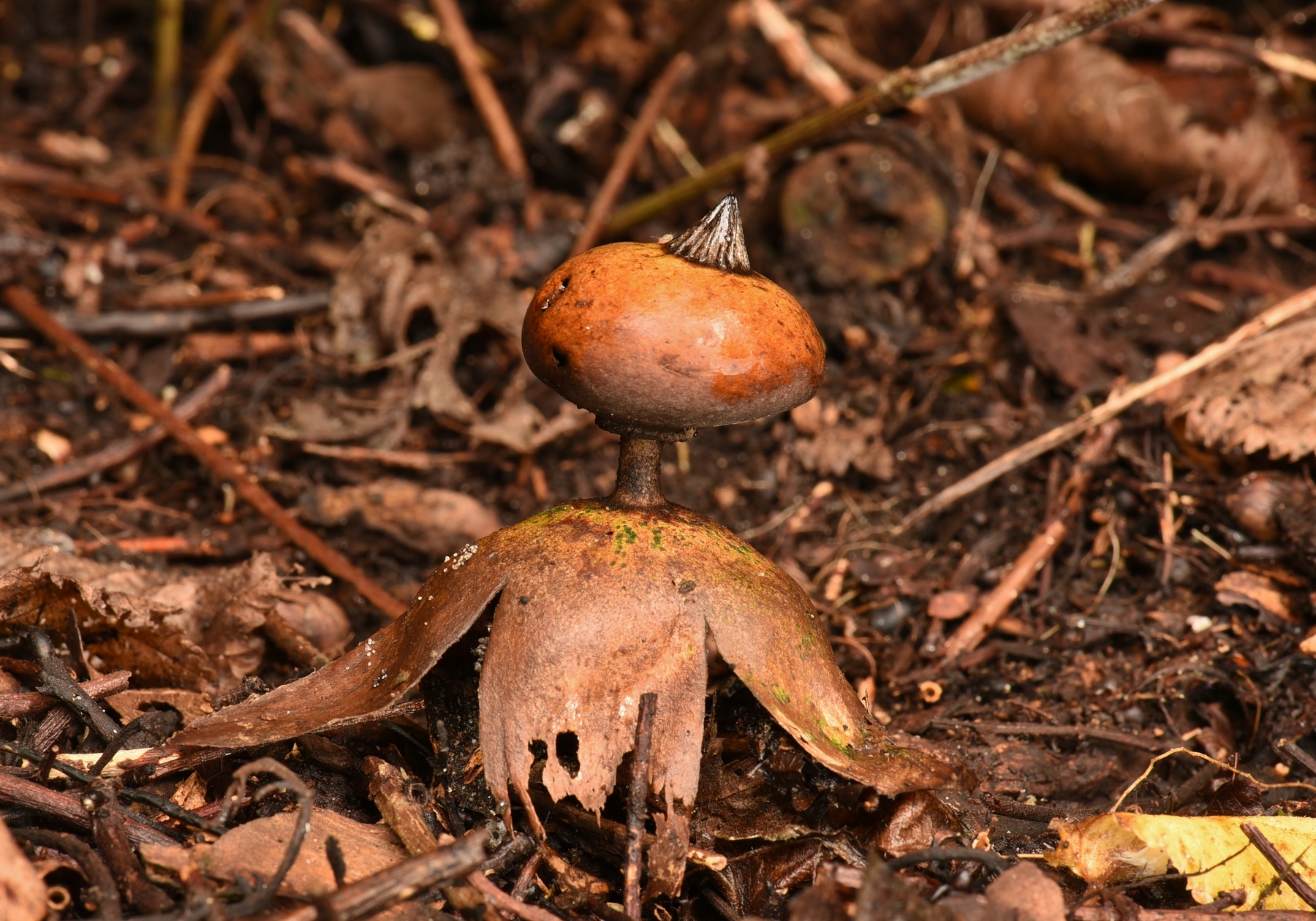 Geastrum striatum (door Laurens van der Linde)