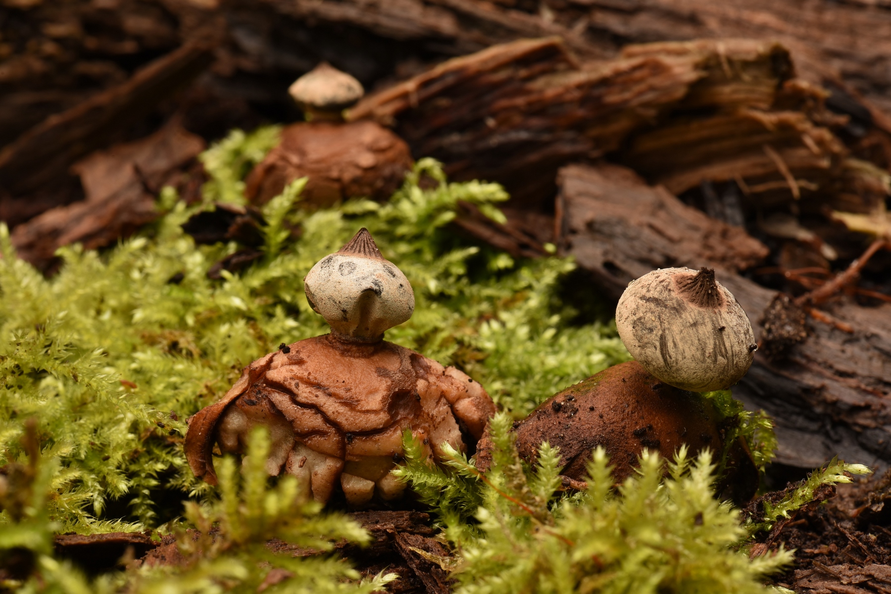 Geastrum striatum (door Laurens van der Linde)