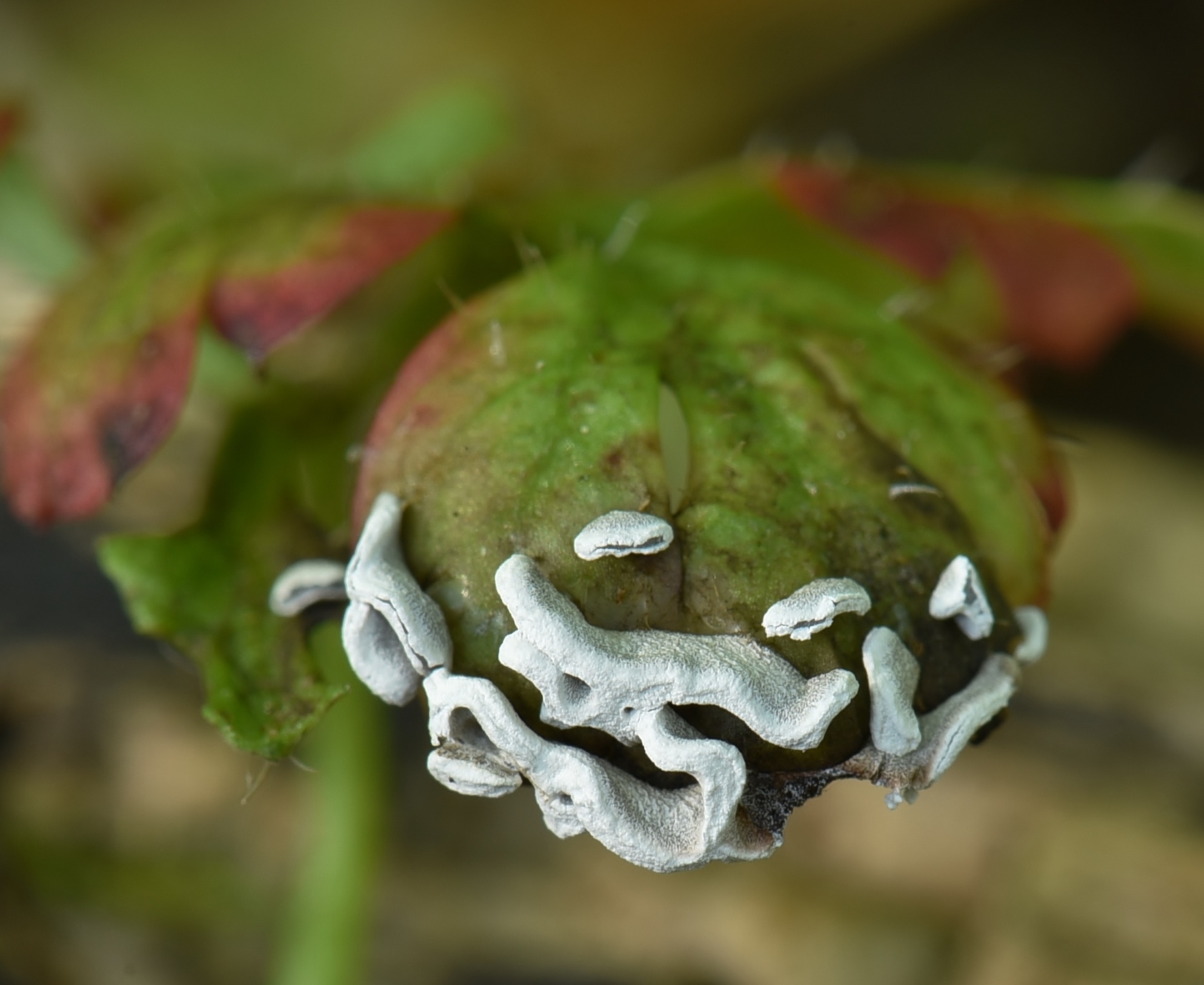 Physarum bivalve (door Laurens van der Linde)