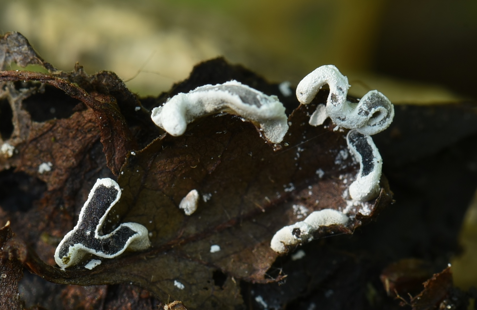 Physarum bivalve (door Laurens van der Linde)