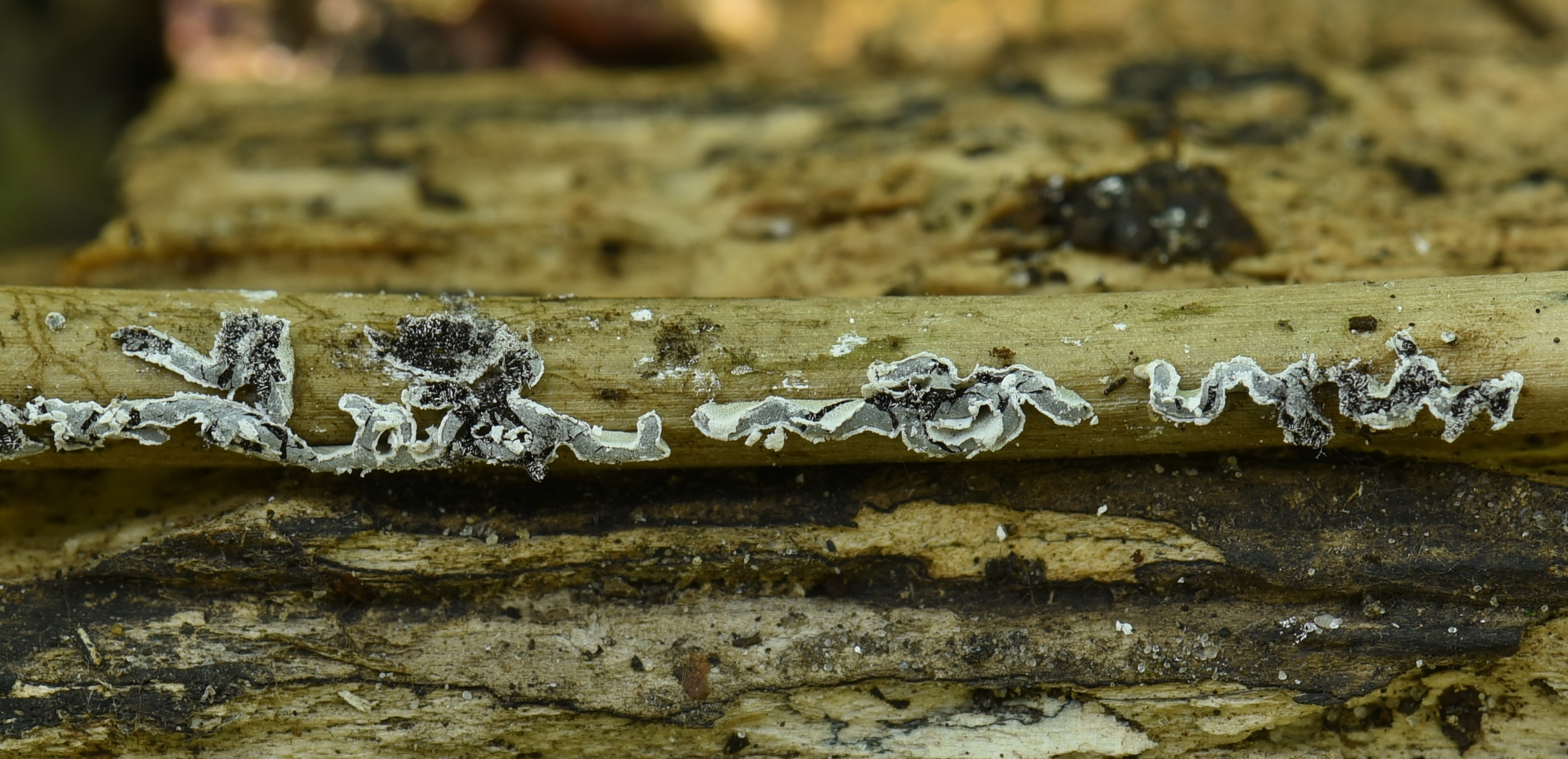 Physarum bivalve (door Laurens van der Linde)