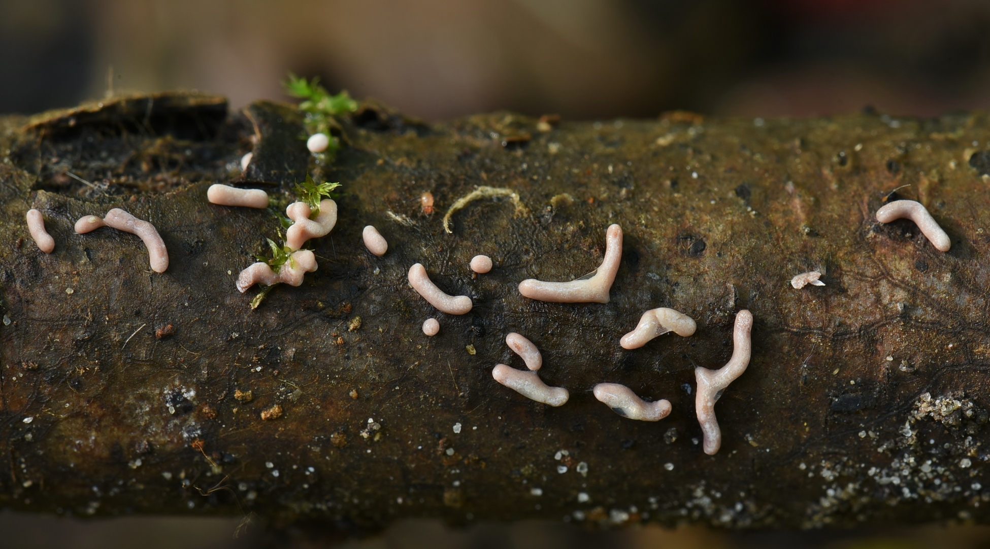 Physarum bitectum (door Laurens van der Linde)