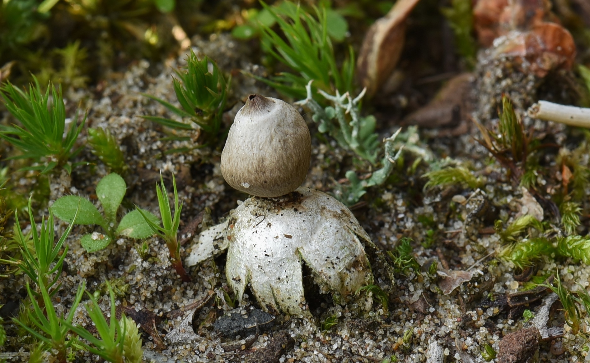 Geastrum minimum (door Laurens van der Linde)