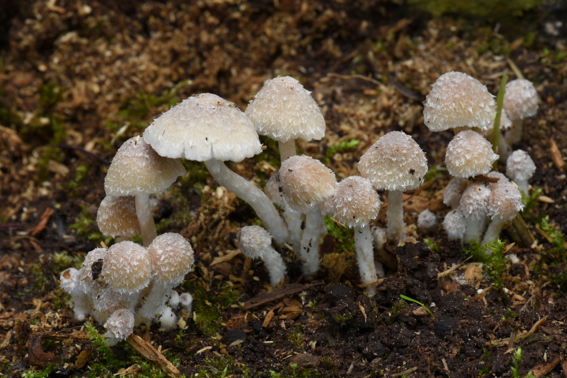 Psathyrella vestita (door Laurens van der Linde)