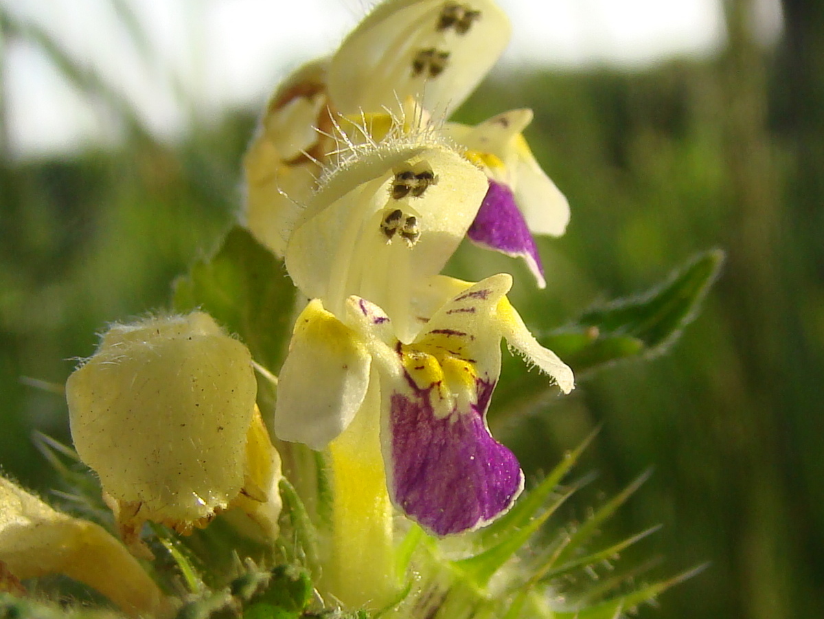 Galeopsis speciosa (door Joop Verburg)