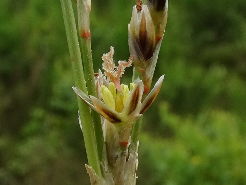 Juncus squarrosus (door Joop Verburg)