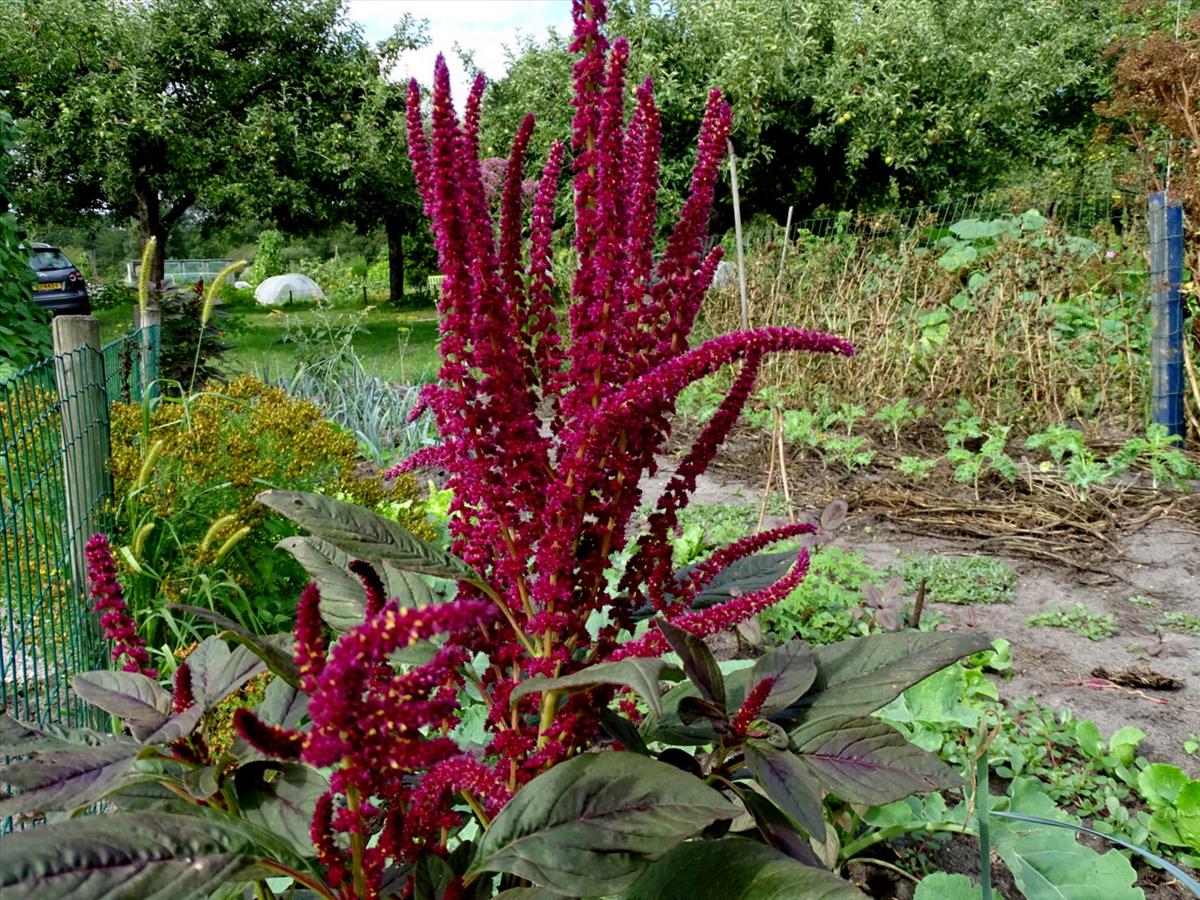 Amaranthus cruentus (door Joop Verburg)