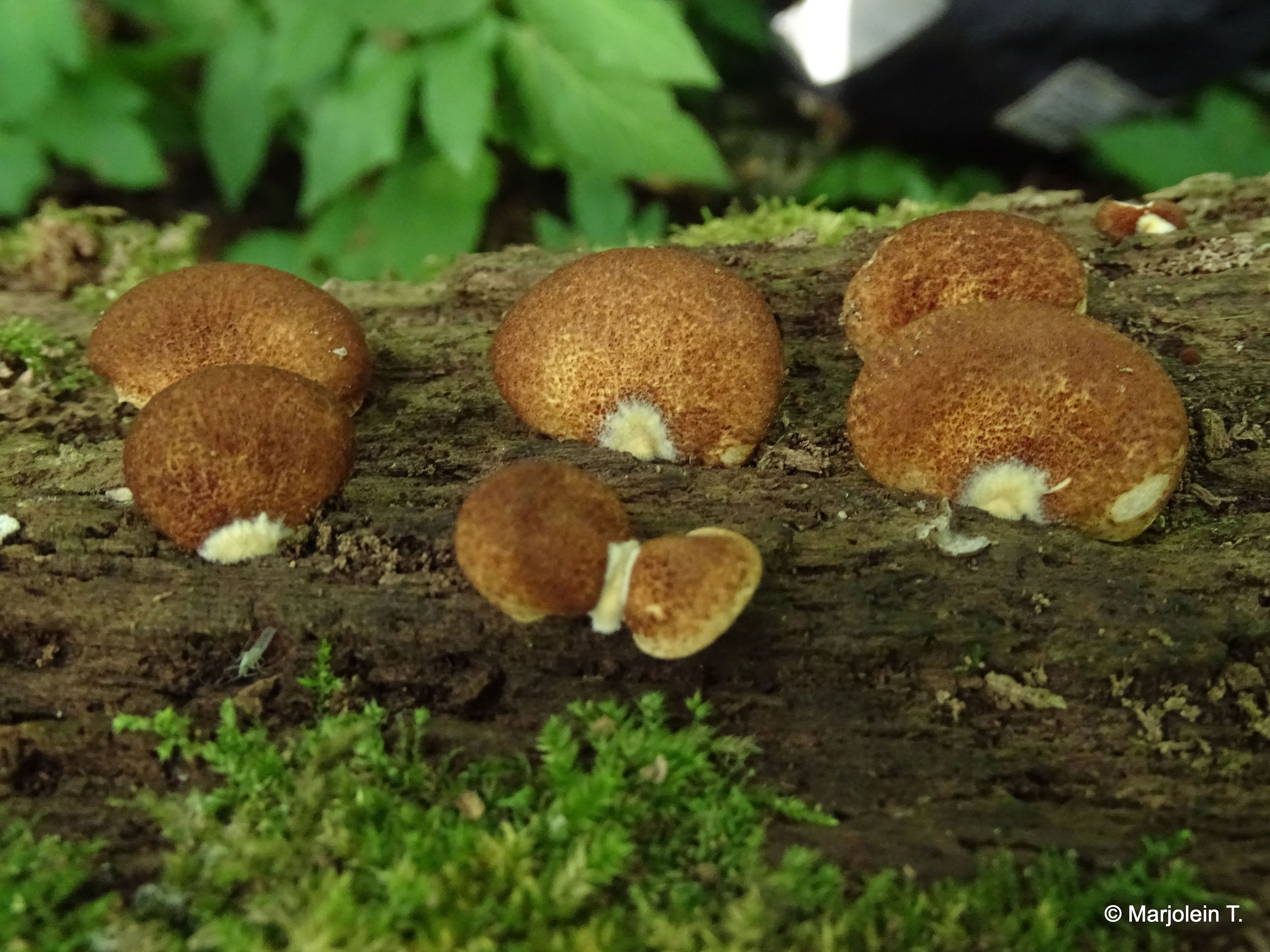 Crepidotus crocophyllus (door Marjolein Tschur)