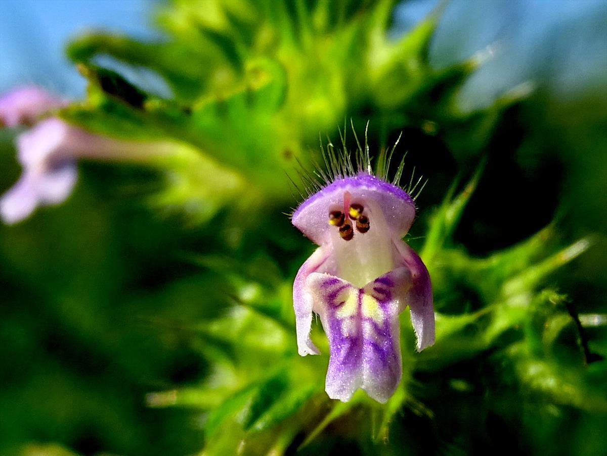 Galeopsis bifida (door Joop Verburg)