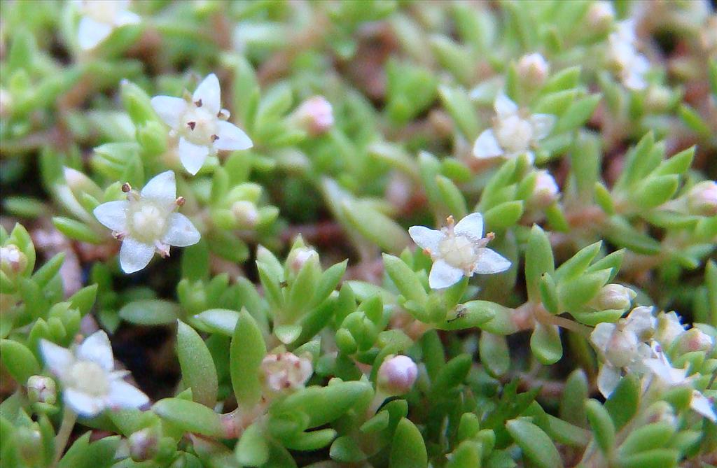 Crassula helmsii (door Joop Verburg)