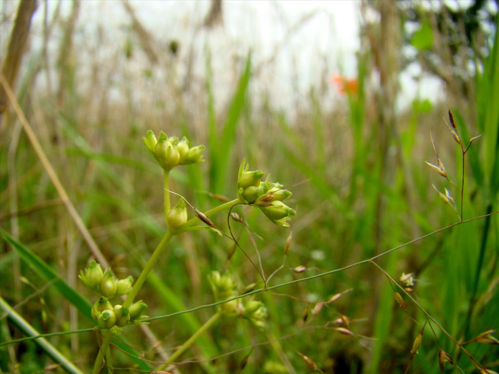 Valerianella rimosa (door Joop Verburg)