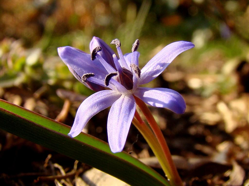 Scilla bifolia (door Joop Verburg)