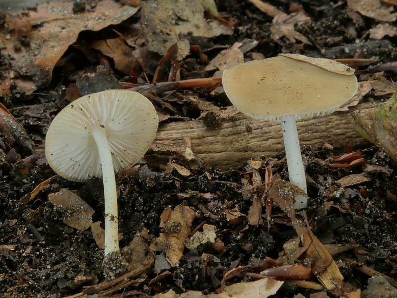 Hydropus subalpinus (door Ton Hermans)