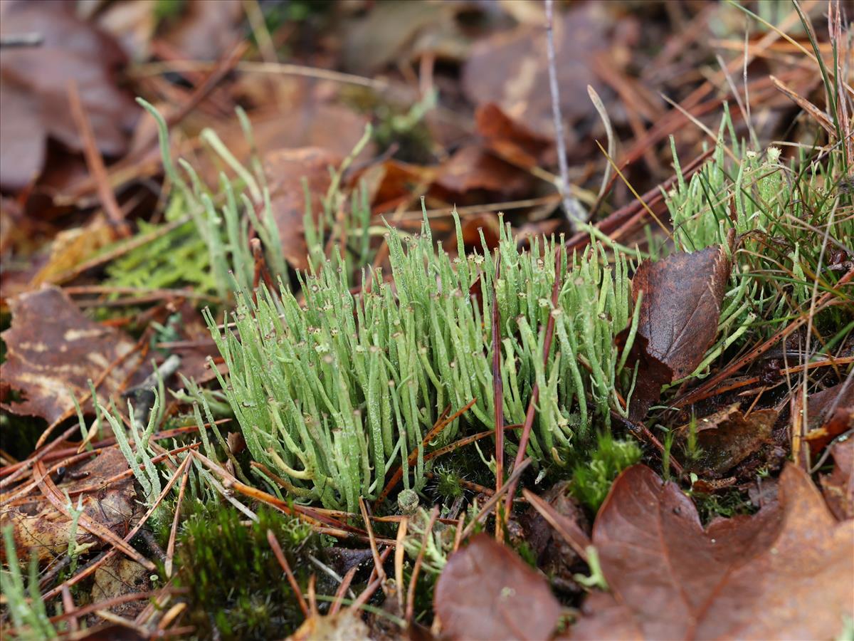 Cladonia gracilis (door Cor Noorman)