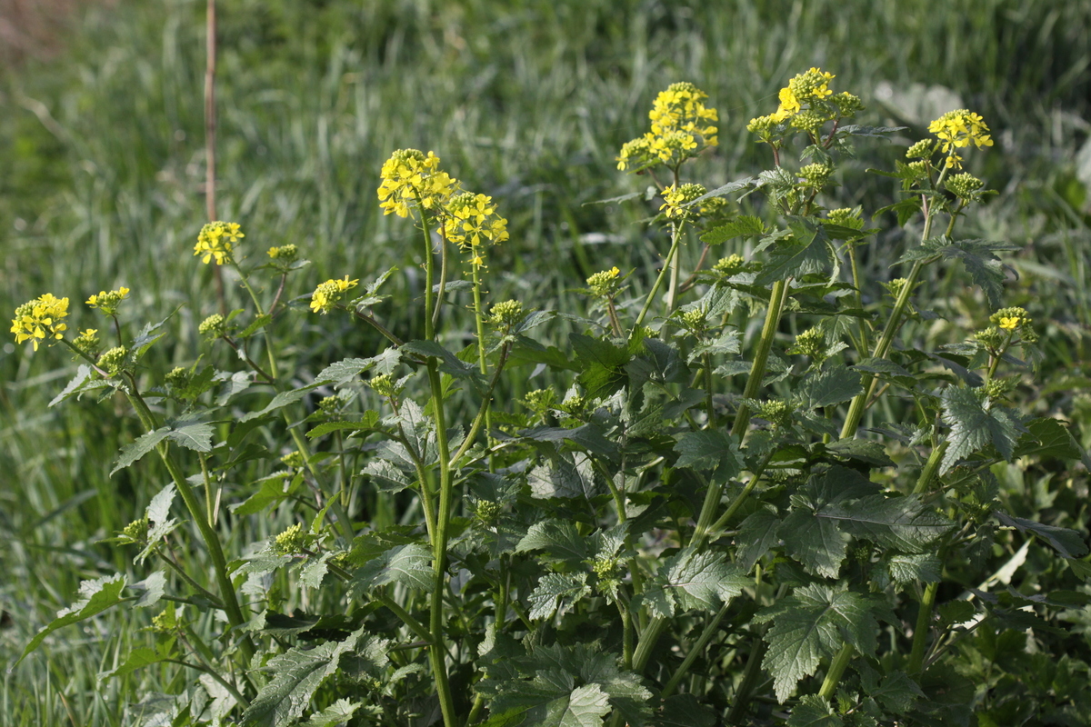 Sinapis alba (door Peter Meininger)