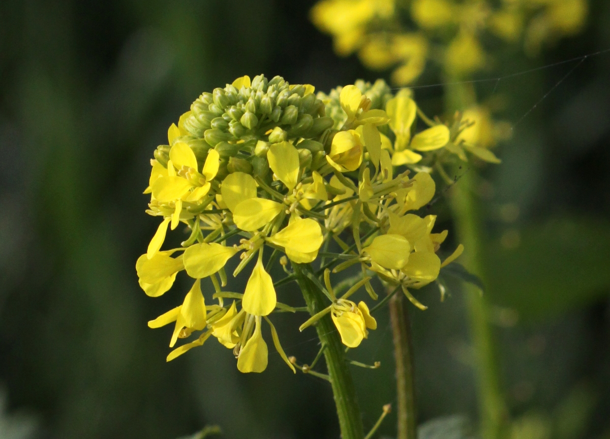 Sinapis alba (door Peter Meininger)