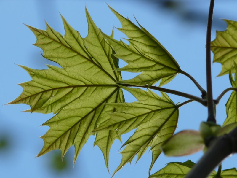 Acer platanoides (door Willemien Troelstra)