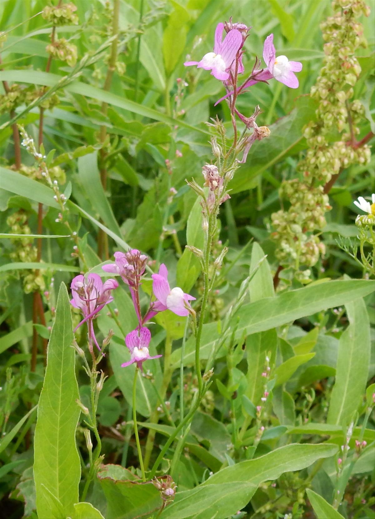 Linaria maroccana (door Peter Meininger)