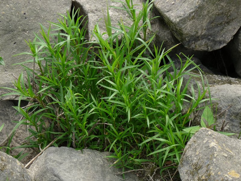 Achillea ptarmica (door Willemien Troelstra)