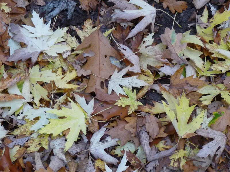 Acer saccharinum (door Willemien Troelstra)