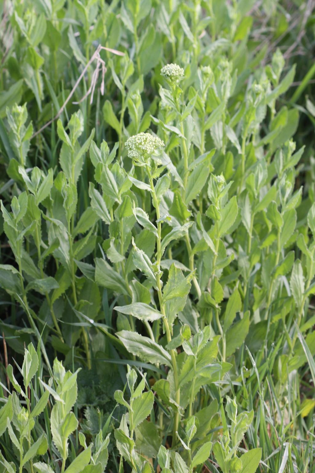 Lepidium draba (door Peter Meininger)