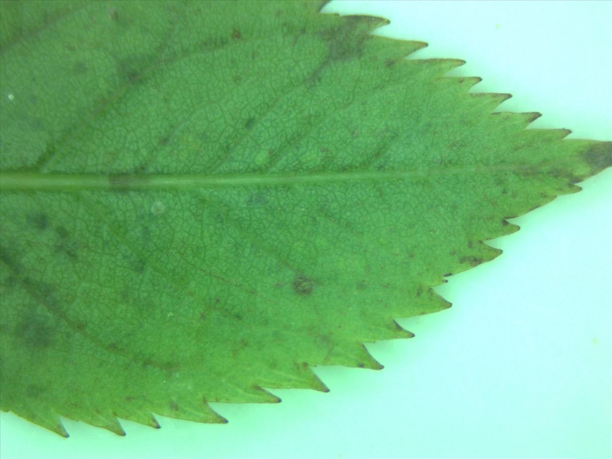 Rosa canina (door Jan Klinckenberg)