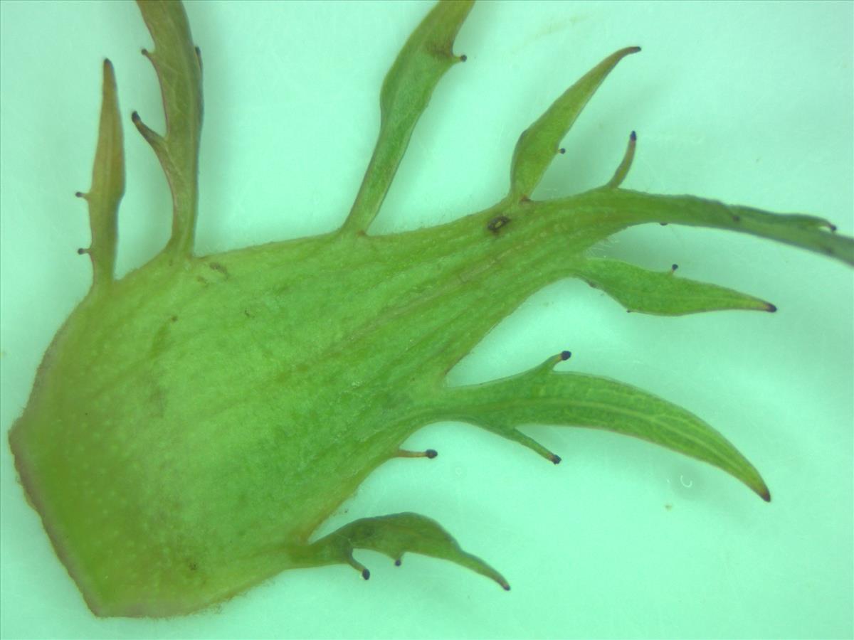 Rosa canina (door Jan Klinckenberg)