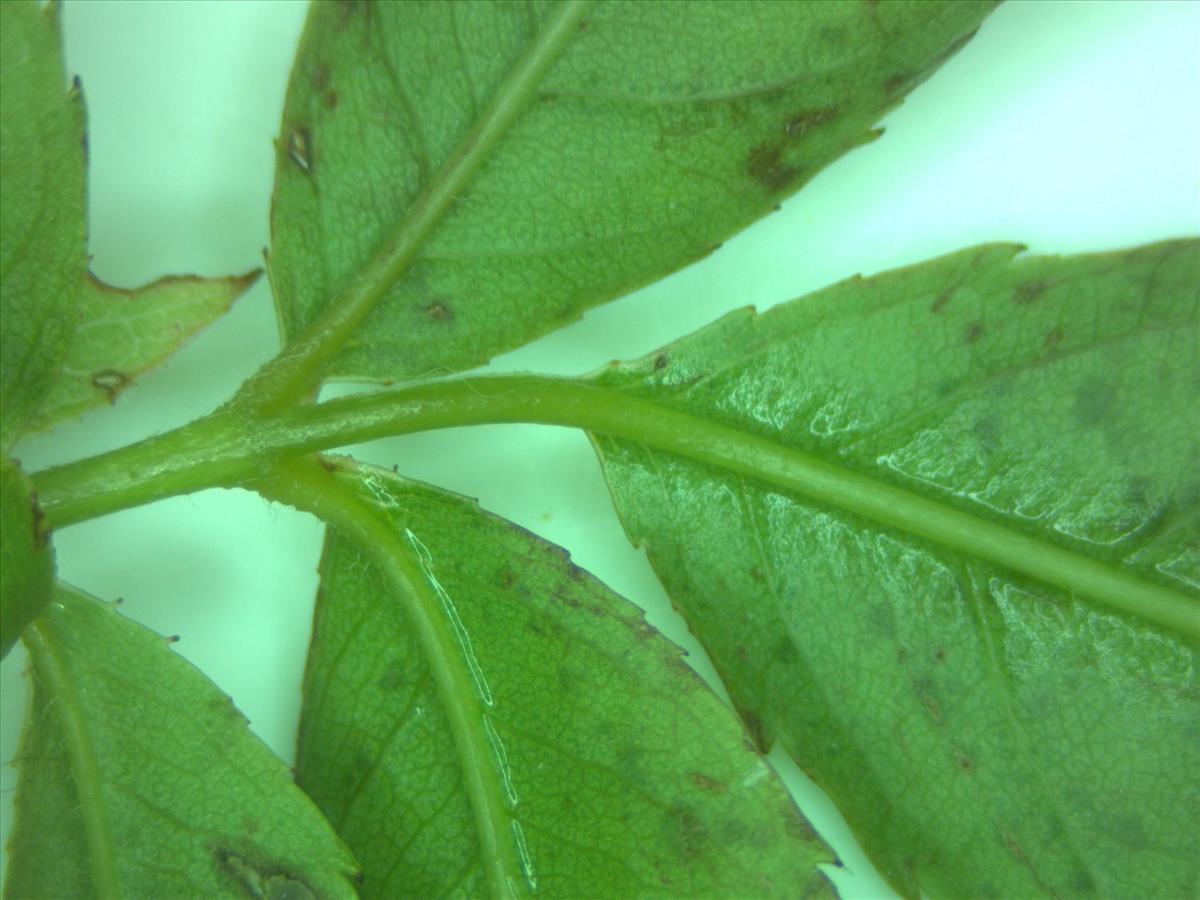 Rosa canina (door Jan Klinckenberg)