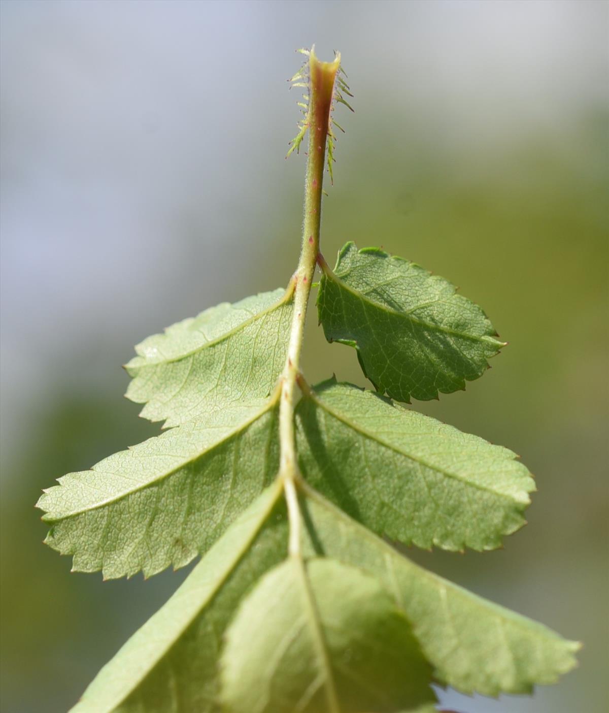 Rosa multiflora (door Jan Klinckenberg)