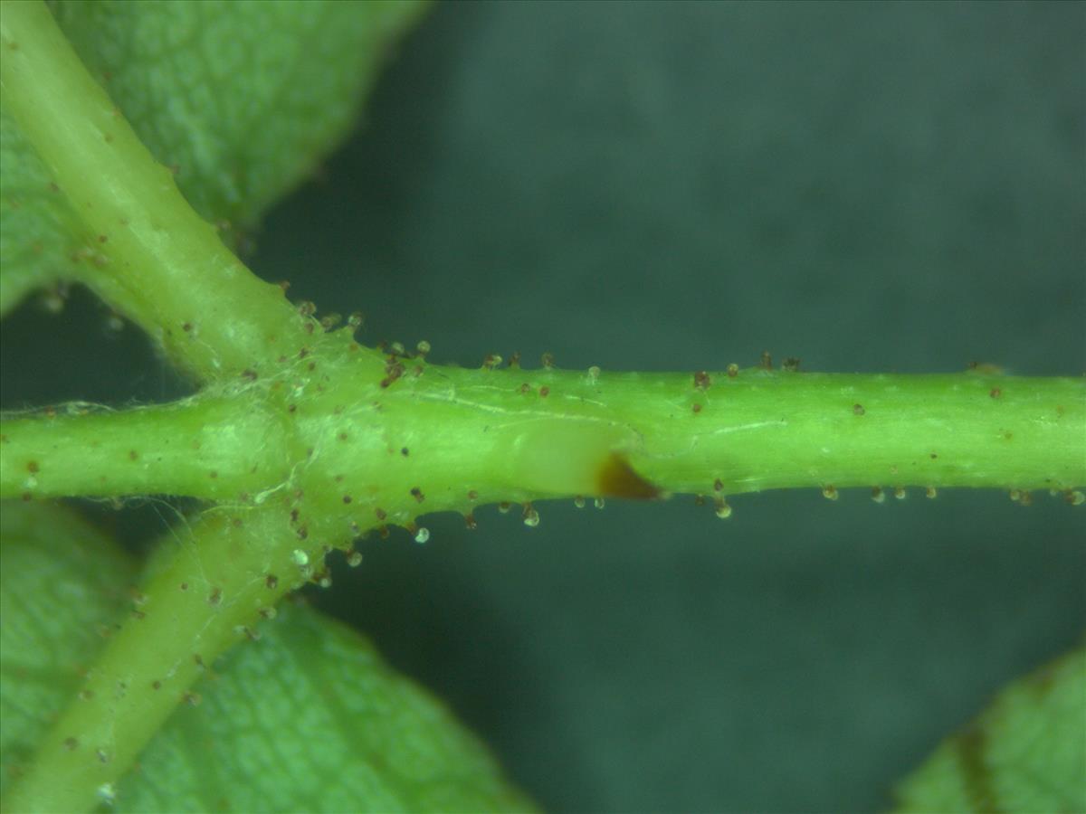 Rosa squarrosa (door Jan Klinckenberg)