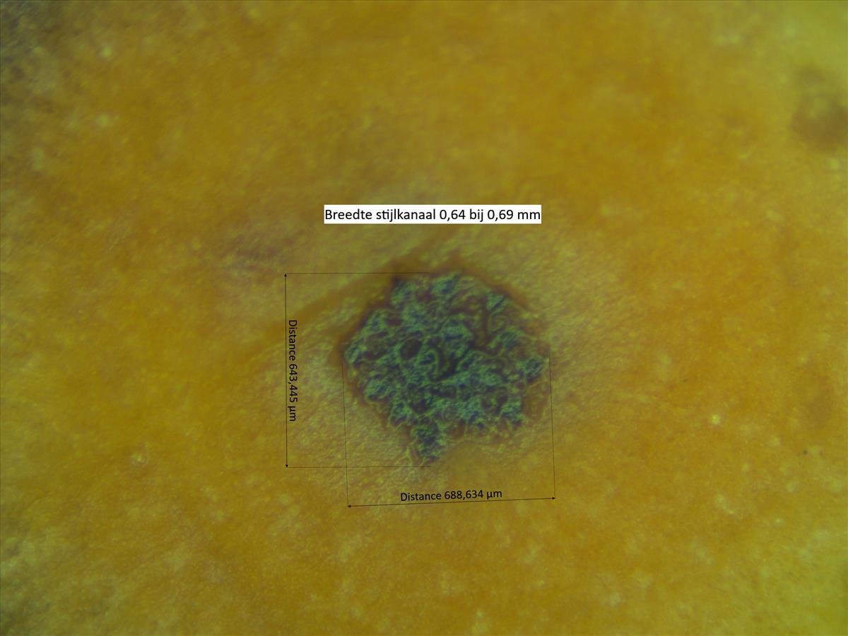 Rosa squarrosa (door Jan Klinckenberg)