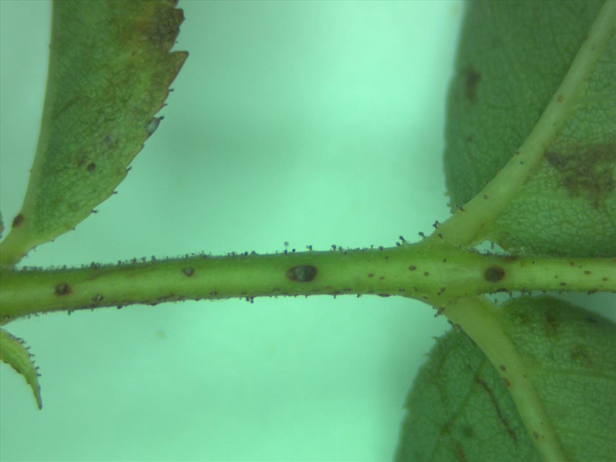 Rosa squarrosa (door Jan Klinckenberg)