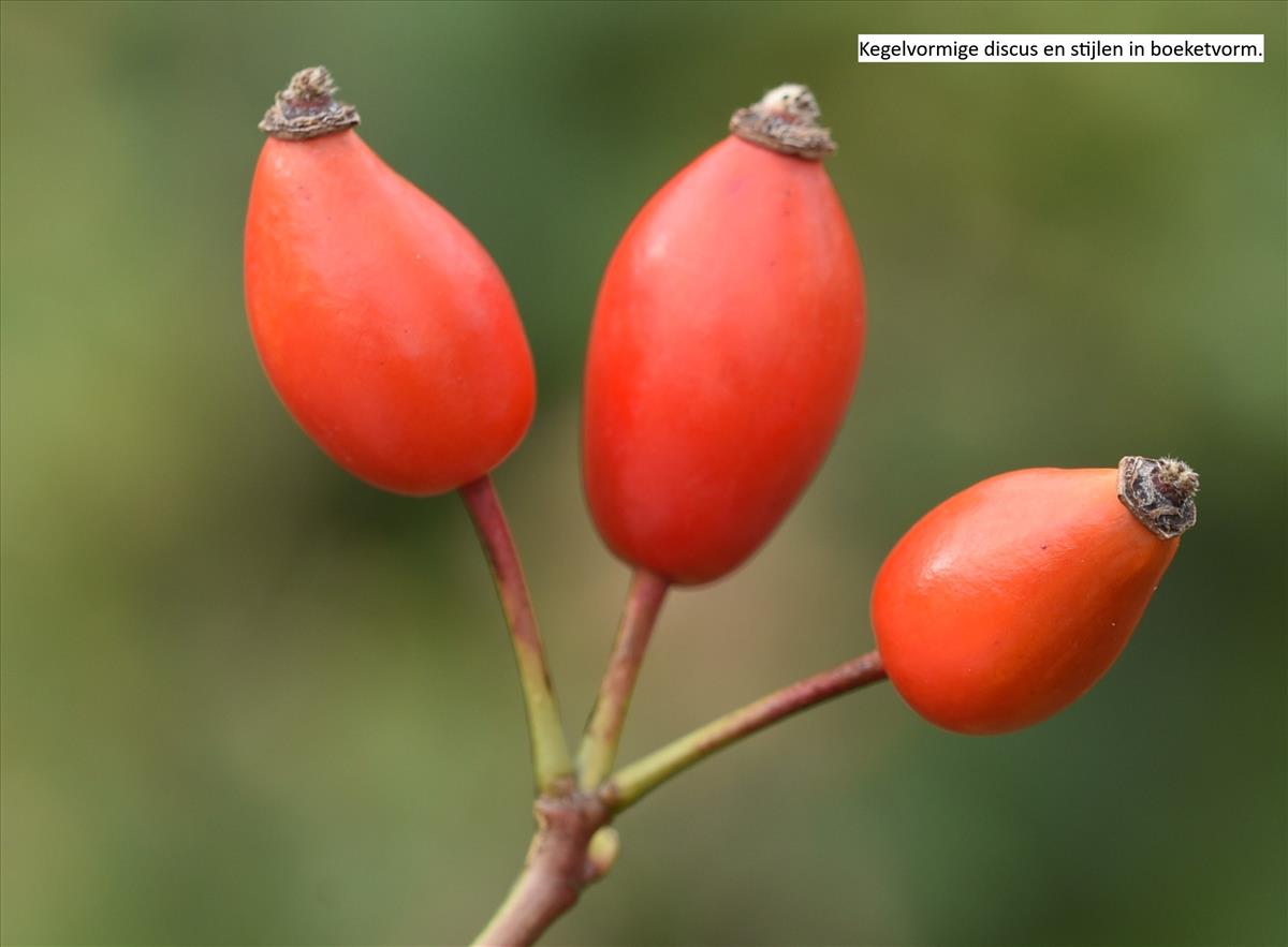 Rosa squarrosa (door Jan Klinckenberg)