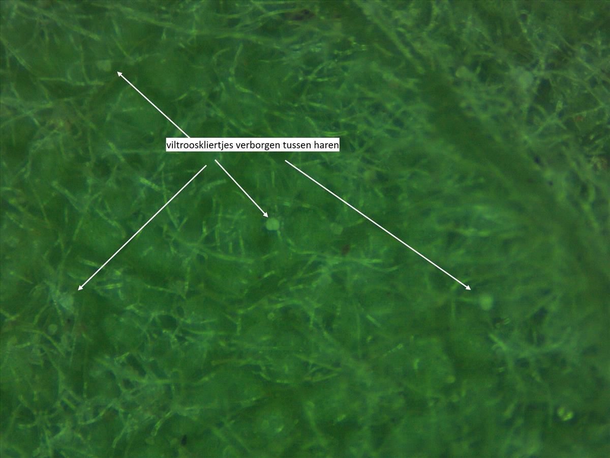 Rosa tomentosa (door Jan Klinckenberg)