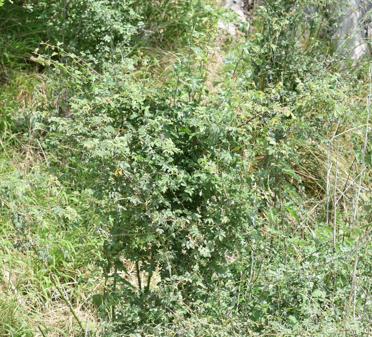 Rosa x avrayensis (door Jan Klinckenberg)