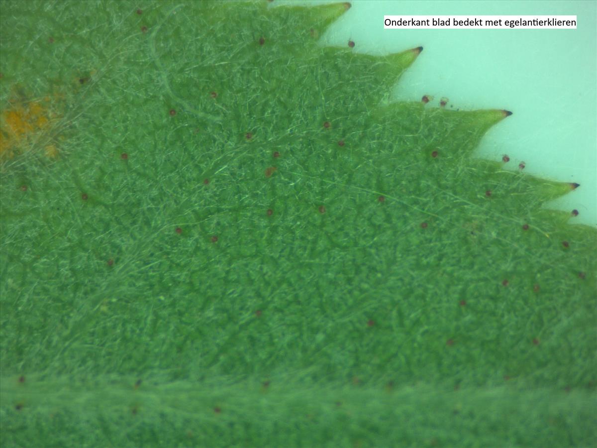 Rosa x avrayensis (door Jan Klinckenberg)