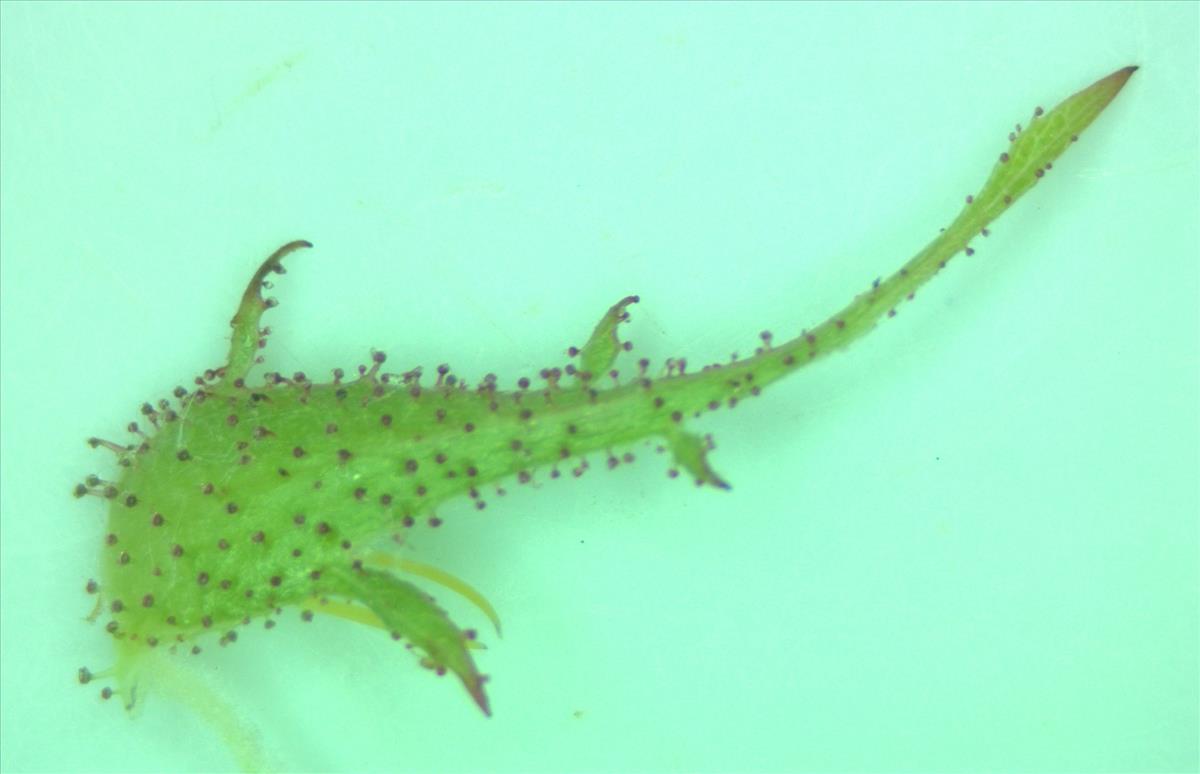 Rosa x gremlii (door Jan Klinckenberg)