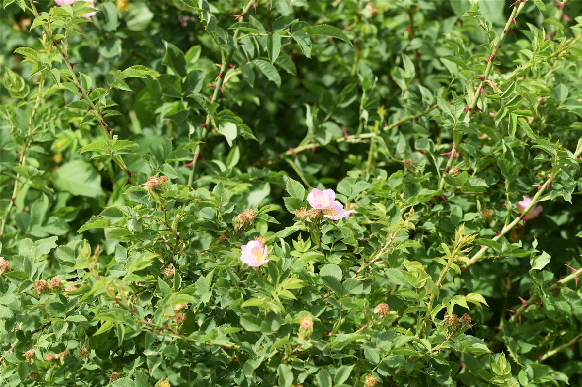 Rosa x insignis (door Jan Klinckenberg)