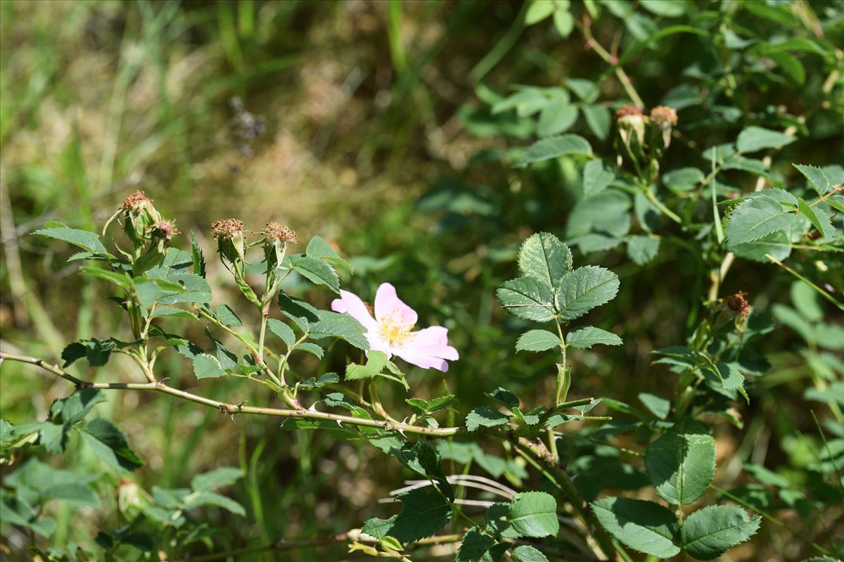 Rosa x nitidula (door Jan Klinckenberg)