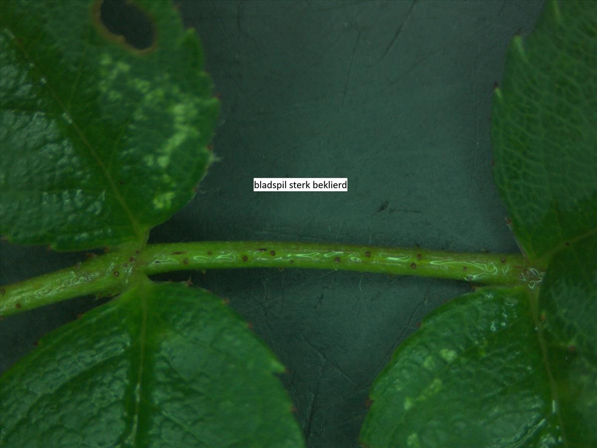 Rosa x nitidula (door Jan Klinckenberg)