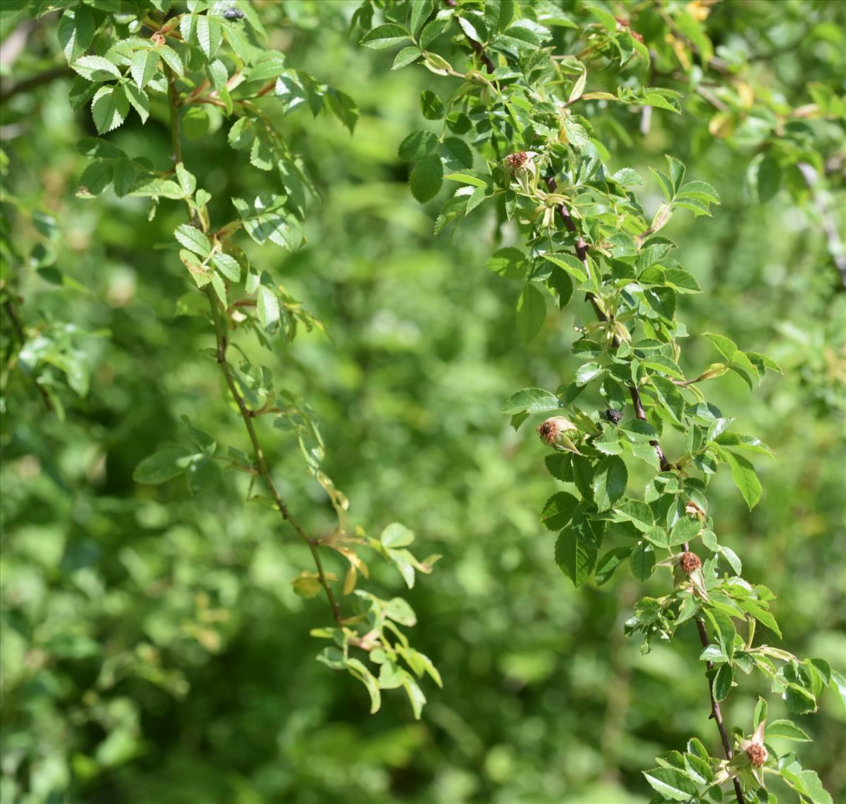 Rosa x nitidula (door Jan Klinckenberg)