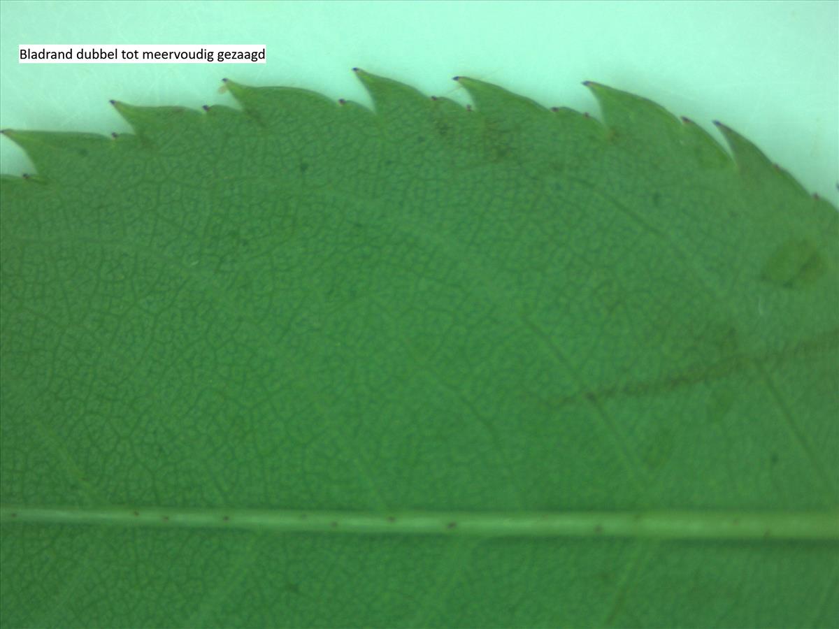 Rosa x nitidula (door Jan Klinckenberg)