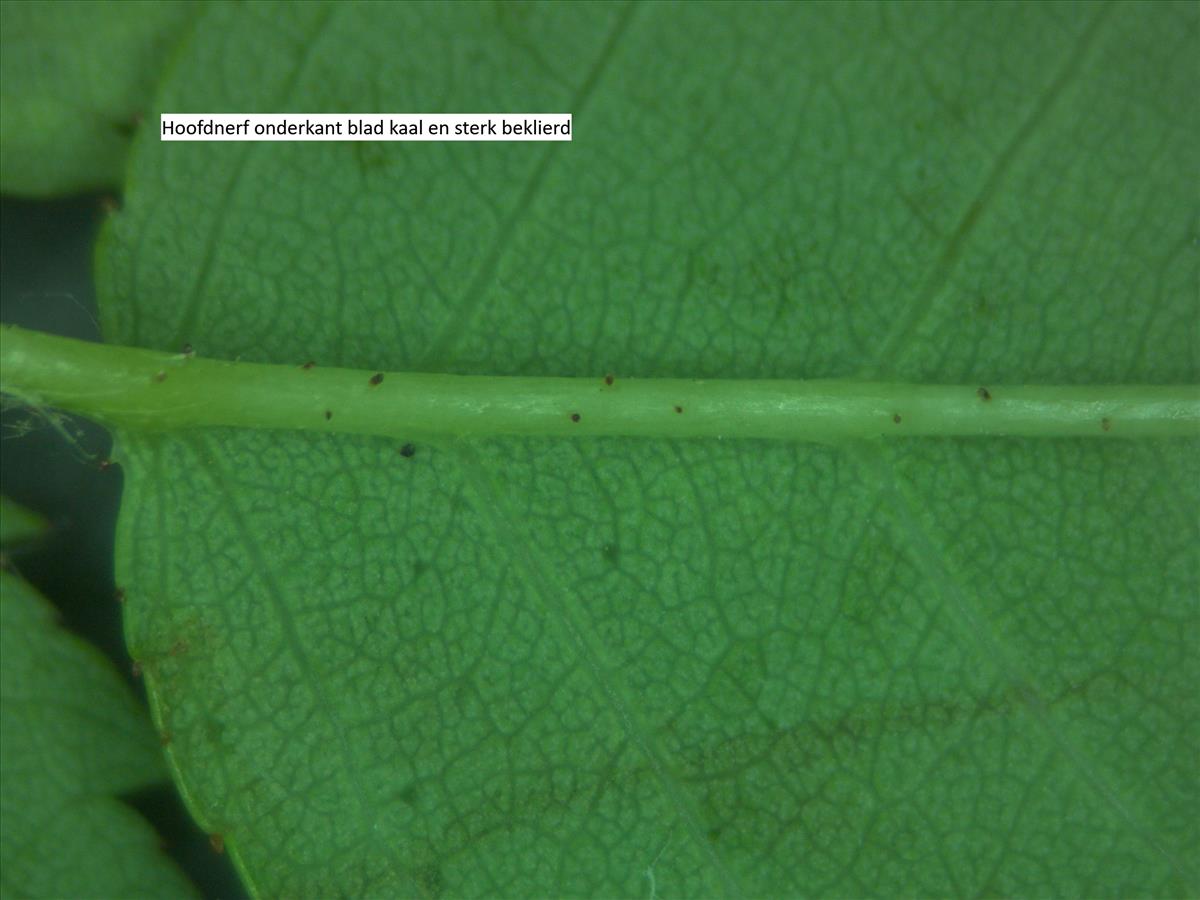 Rosa x nitidula (door Jan Klinckenberg)