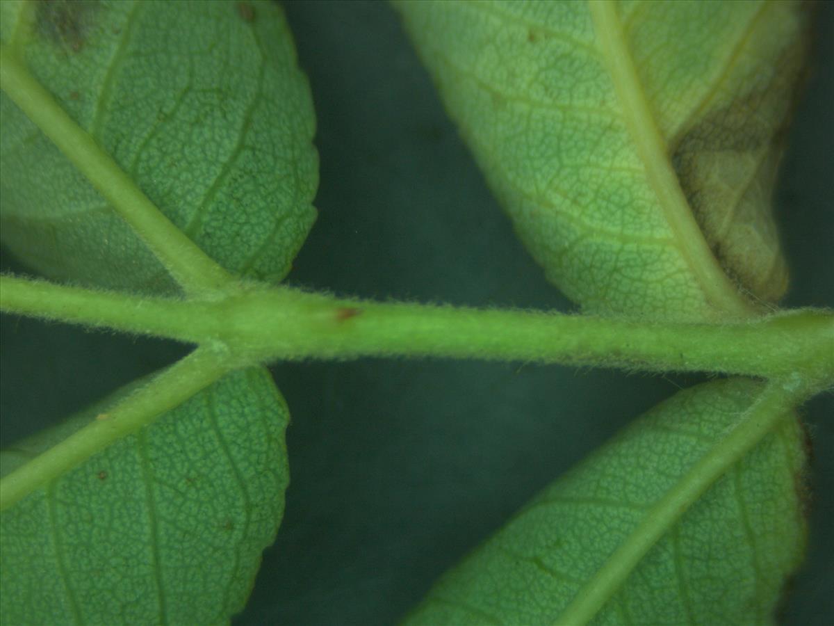 Rosa x semiglabra (door Jan Klinckenberg)