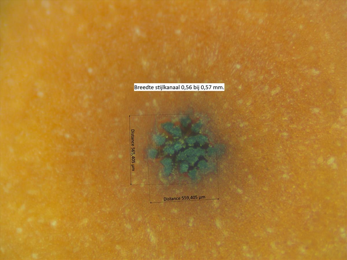 Rosa x semiglabra (door Jan Klinckenberg)