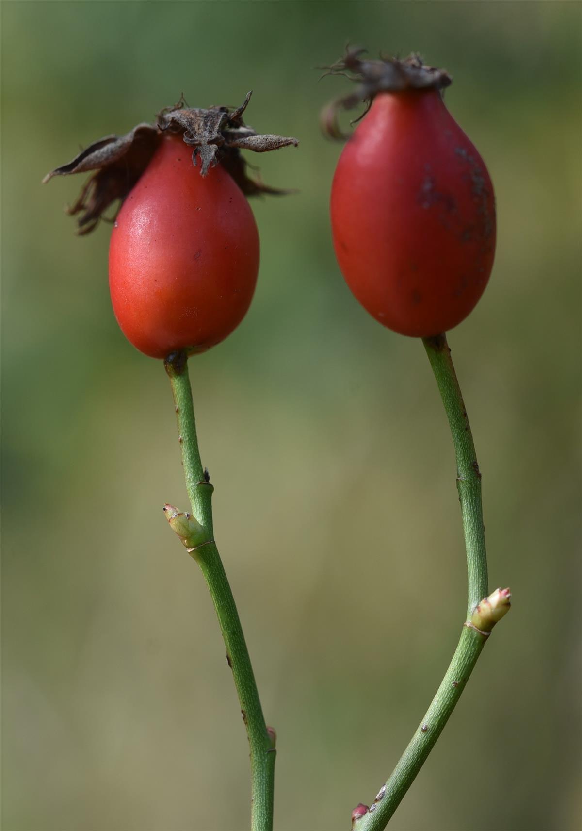 Rosa x semiglabra (door Jan Klinckenberg)