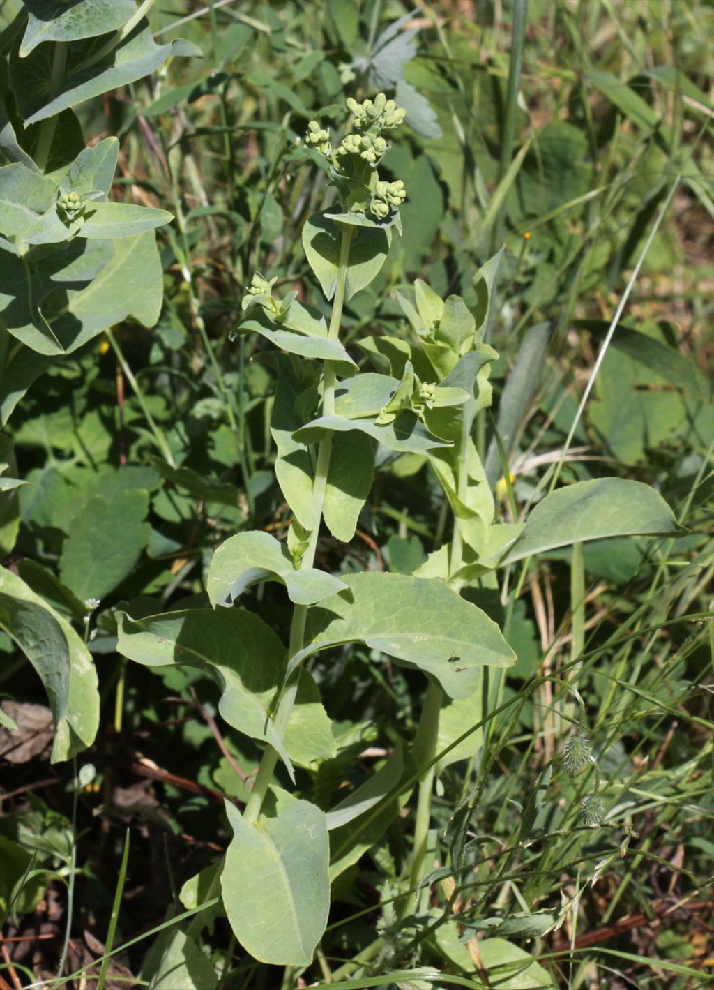 Lactuca sativa (door Peter Meininger)