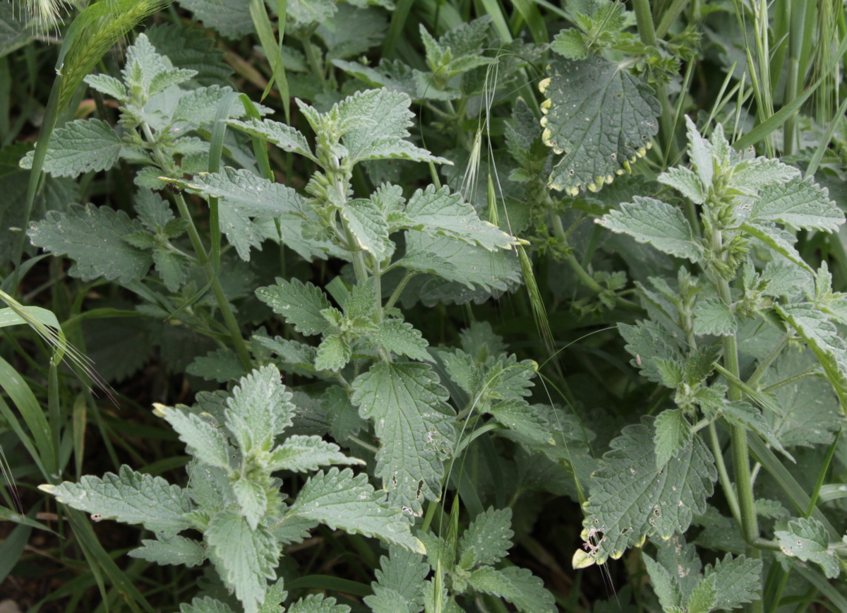 Nepeta cataria (door Peter Meininger)